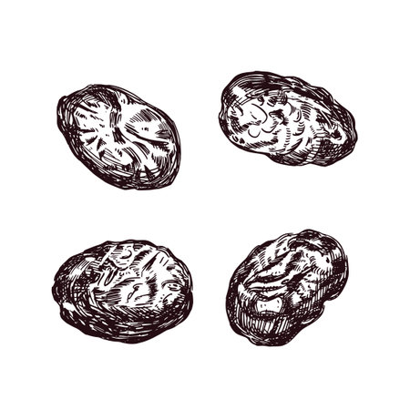 Prunes, a set of prune vector illustrations, all objects are hand-drawn in ink and translated into vector. Vector illustration is beautiful for printing on food packaging, cosmetics, kitchen textiles.のイラスト素材