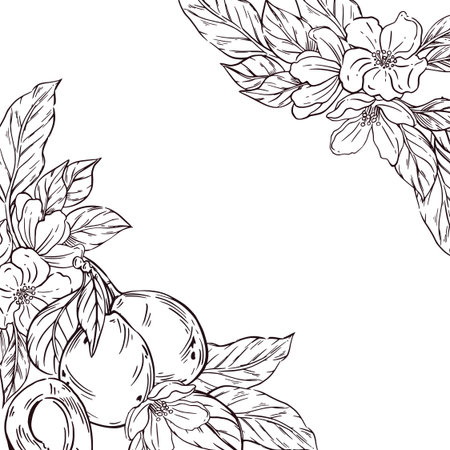 Vector frame of fruit, ripe plum and flowers of fruit trees together with leaves. All objects are hand-drawn in ink and converted into vector. The illustration is perfect for food packaging design.のイラスト素材
