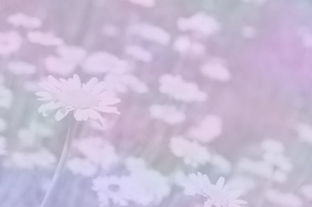 Chamomiles background in pastel shadesの写真素材