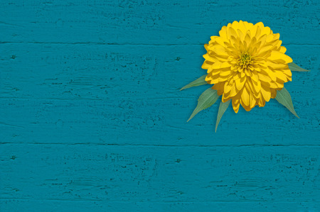 Yellow flower on the turquoise wood board. Rudbeckiaの写真素材
