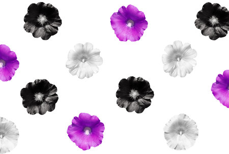 Colorful flowers isolated on white background. Mallow. Bright flowers. View topの写真素材