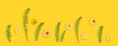 Yellow flower and green leaves in a row on yellow background.の写真素材