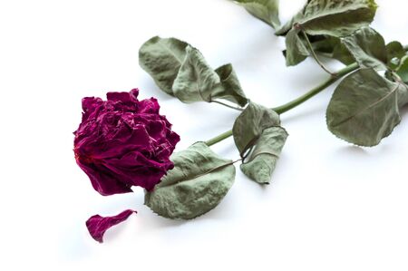 Dry Red Rose on white background with shadow. End of loveの写真素材