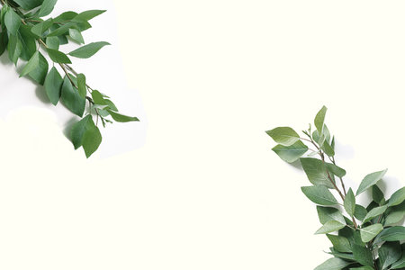 Green twigs with leaves in corners on white background. Flat lay background as mockup