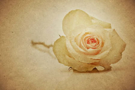 textured paper background with single rose の写真素材
