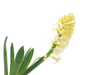 Hyacinth isolated on white backgroundの写真素材