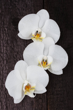 white orchid, phalaenopsis flowers on a black wooden tableの写真素材