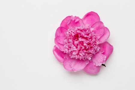 Pink peonies on a white background. top viewの写真素材