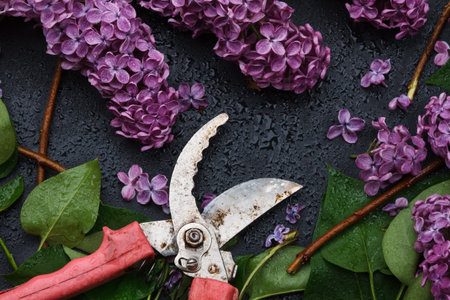 Spring gardening concept: bunch of purple lilacs and hand pruner on dark background. top view