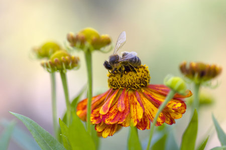Honey bee collecting pollen on Red sun bride flower, Helenium autumnaleの写真素材