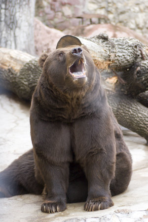 Roaring bear sitting in cold weather outside