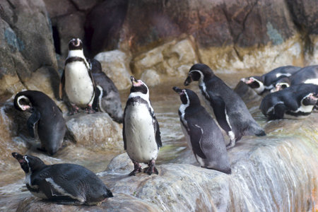 Lots of penguins standing on rocksの写真素材