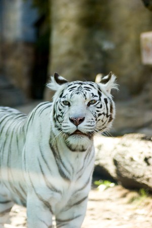 Portrait of White Tiger standing looking awayの写真素材