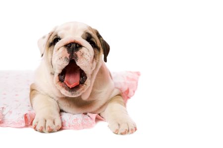 2 month Yawning puppy english bulldog isolated on whiteの写真素材