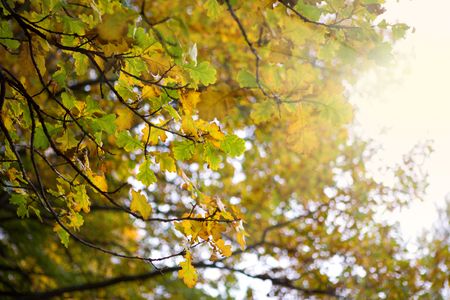 Oak Leaf in early autumn sun lights backgroundの写真素材