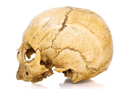 One old jawless Human Scull isolated on whiteの写真素材