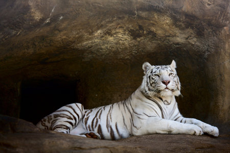 White Tiger proudly observing from liarの写真素材