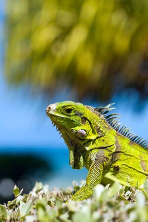 One calm Iguana portrait over tree and sky backgroundの写真素材