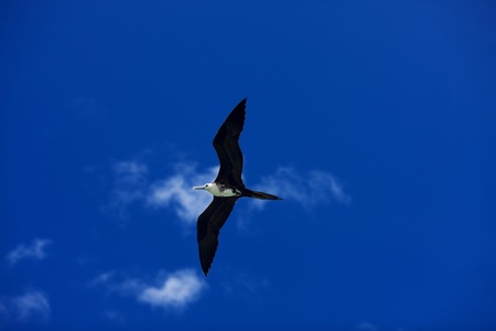 Female fregatebird flying over deep blue skyの写真素材