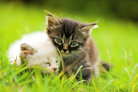 Two kittens sitting in grass close togetherの写真素材