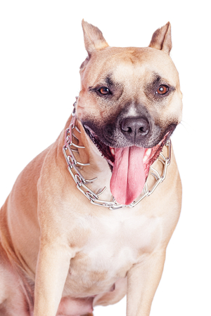 Beautiful staffordshire bull terrierportrait isolated on whiteの写真素材