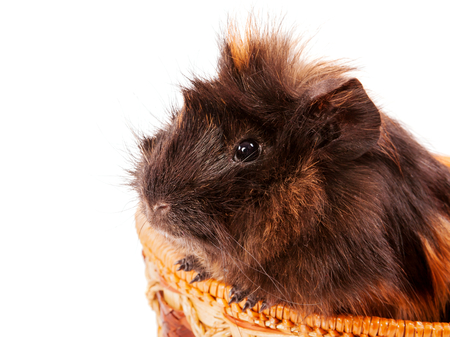 cavy pet sitting in basket isolated on whiteの写真素材