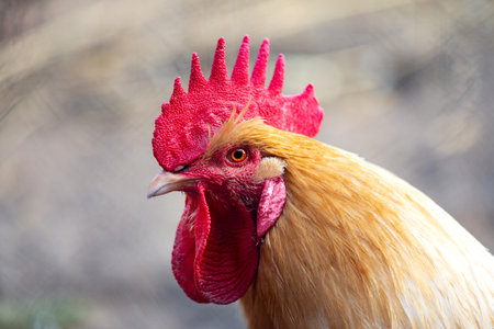 rooster close-up farm game natural meat red poultry brown red