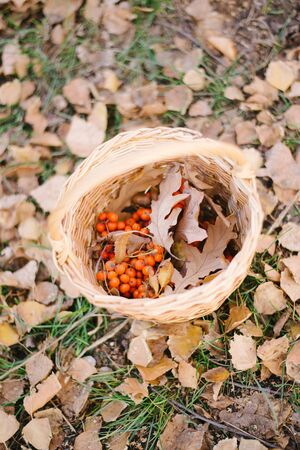 Autumn composition, acorns and oak leaves in a wicker basket.の写真素材