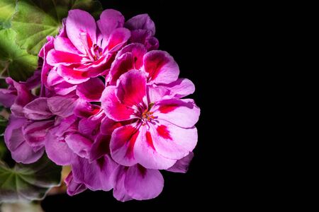 blooming bunch of pink geranium flowers, isolated on black background. close upの写真素材