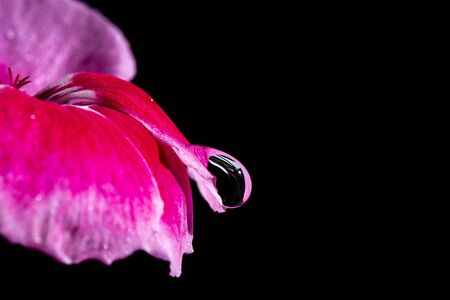 Water drop on pink flower petal. isolated on black backgroundの写真素材