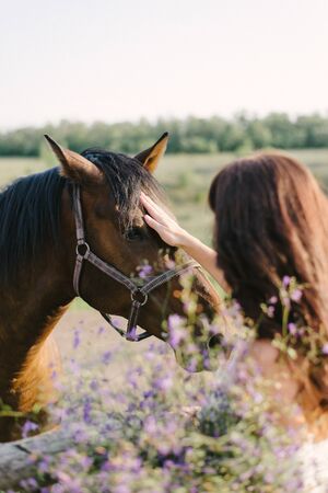 woman in white dress stroking a horse. pasture, paddock.の写真素材