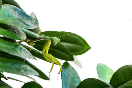 macro image of mantis nymph. stares straight. banner for inscription