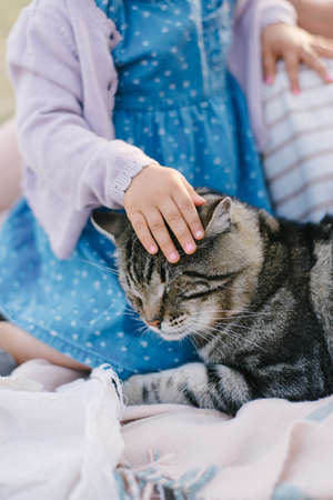 A childs hand strokes a brown tabby cat lying on a blanket. Friendship, trust, careの写真素材