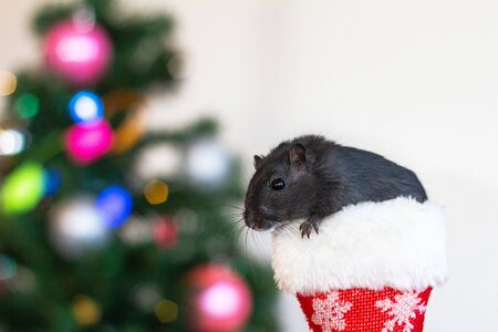 Black mouse in the hands of a child on the background of a Christmas treeの写真素材