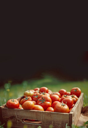 Fresh red tomatoes in wooden box close up. Local farmers market or supermarket. Green grocery store. Agricultureの素材