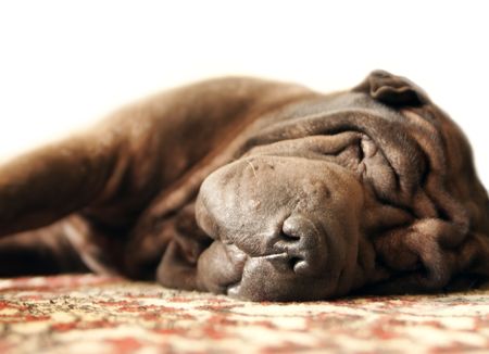 Pretty brown adult shar-pei sleeps on the carpetの写真素材