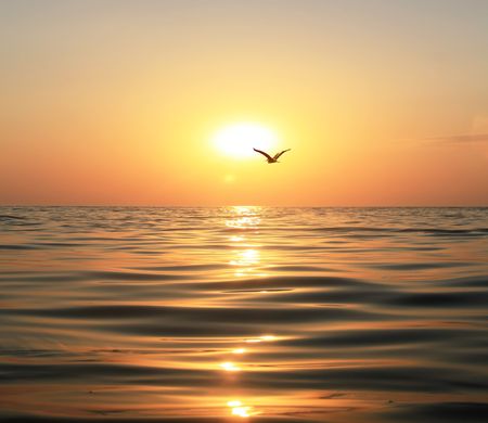 Beautiful sunset, shining in the sun sea and flying seagullの写真素材