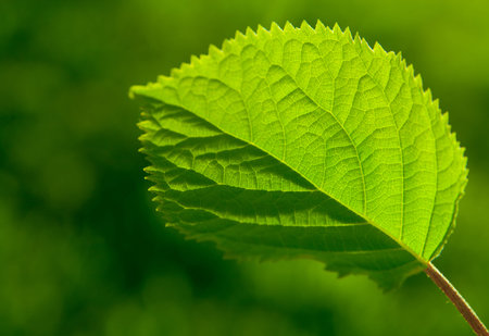 Green Leaf With Veinlet On A Nature Background