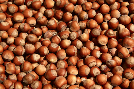 Group of hazelnuts food background textureの写真素材