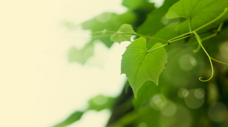 Leaves of grapes background with place for textの写真素材