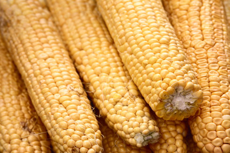 Young corn cobs in full screen