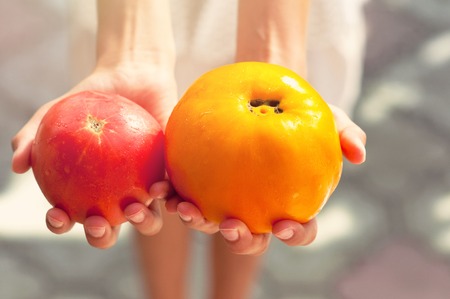 Red and yellow tomato in children's hands outdoors. Tomatoes background.の写真素材