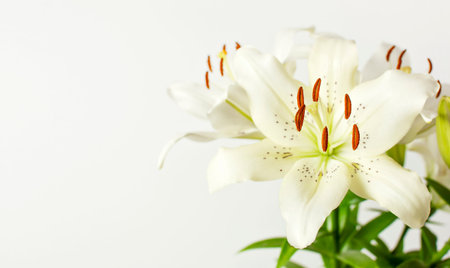 Bouquet of white lilies isolated on a white background. Flowers lily beautiful bouquet white flowers...