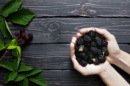 Blackberry in female hands on a dark rustic wooden background top view. Berry, vitamins, food backgroundの写真素材