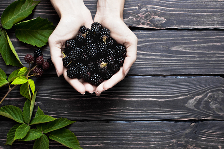 Blackberry in female hands on a dark rustic wooden background top view. Berry, vitamins, food backgroundの写真素材