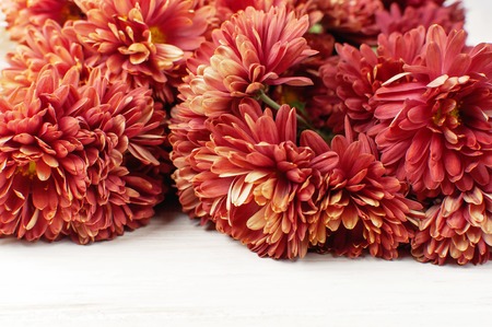 Red autumn chrysanthemum flowers on white wooden background Copy Space. Chrysanthemum wallpaper. Floral background Autumn bouquet lifestyleの写真素材