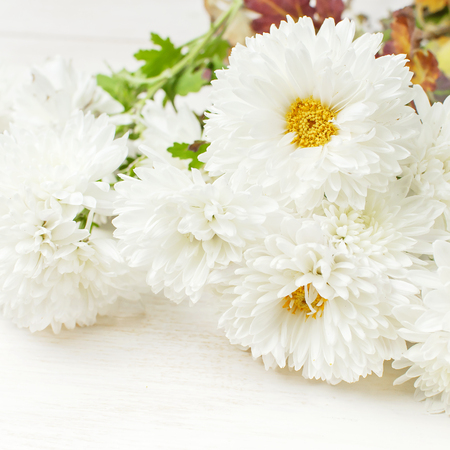White autumn chrysanthemum flowers on white wooden background Copy Space. Chrysanthemum wallpaper. Floral background Autumn bouquet lifestyleの写真素材