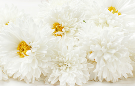 White autumn chrysanthemum flowers on white wooden background Copy Space. Chrysanthemum wallpaper. Floral background Autumn bouquet lifestyleの写真素材