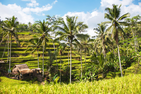 Tegallalang Rice Terraces. Ubud, Bali, Indonesia. Beautiful green rice fields, natural background. Travel concept, famous places of Baliの写真素材