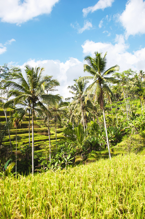 Tegallalang Rice Terraces. Ubud, Bali, Indonesia. Beautiful green rice fields, natural background. Travel concept, famous places of Baliの写真素材
